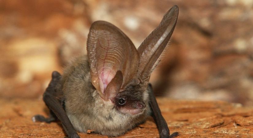 A hétvégén világszerte sok ezer önkéntes méri fel a városok élővilágát