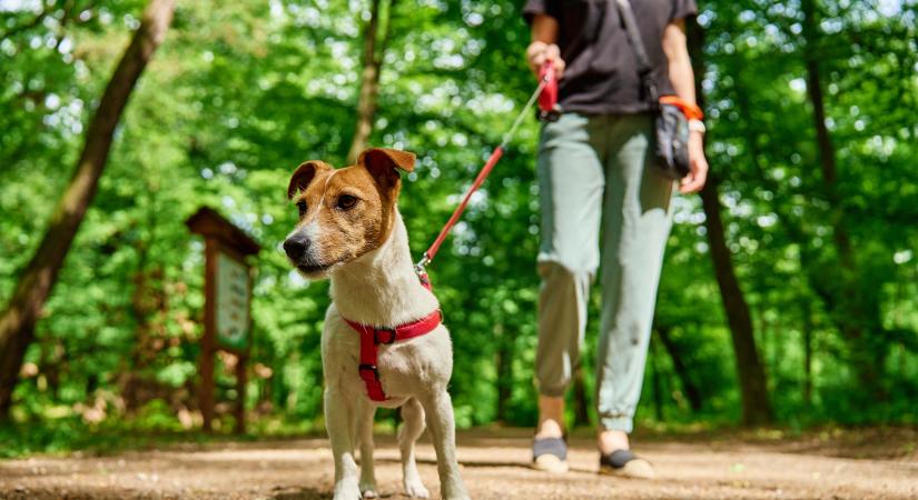 Gyakori kérdés: mennyi ideig kell sétáltatni a kutyát?