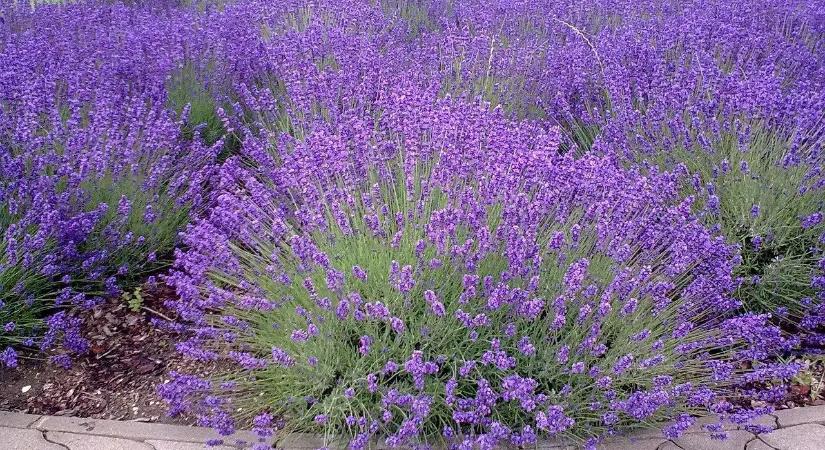 A kertész szomszédom elárulta: ezért pusztul ki a levendula minden évben