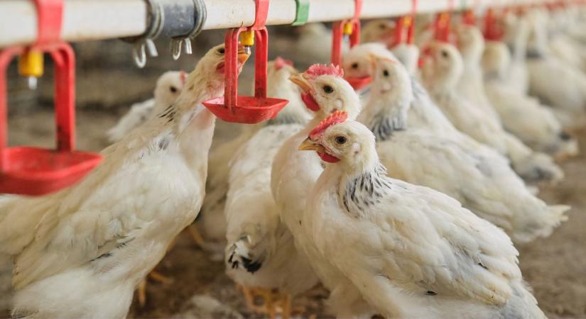 Veszélyben az európai piac? 300 millió euróból épít új birodalmat az ukrán baromfióriás