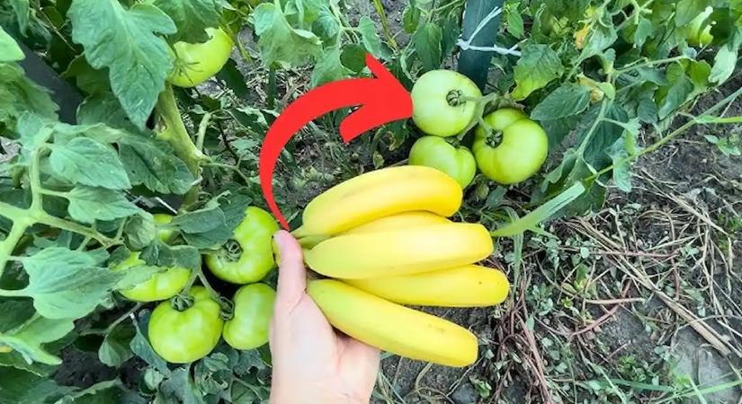 Ezt az egy növényt ültesd a paradicsom mellé, és csodát fogsz látni