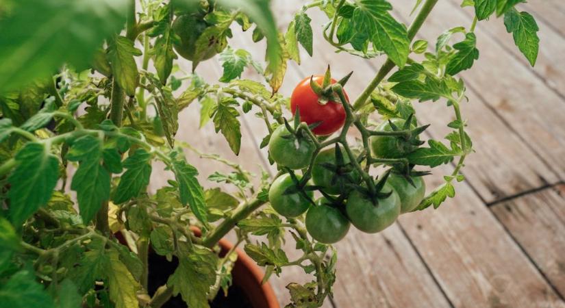 Nagyanyáink sosem ültették ki a paradicsomot a fagyosszentekkor – egy másik dátumhoz igazodtak