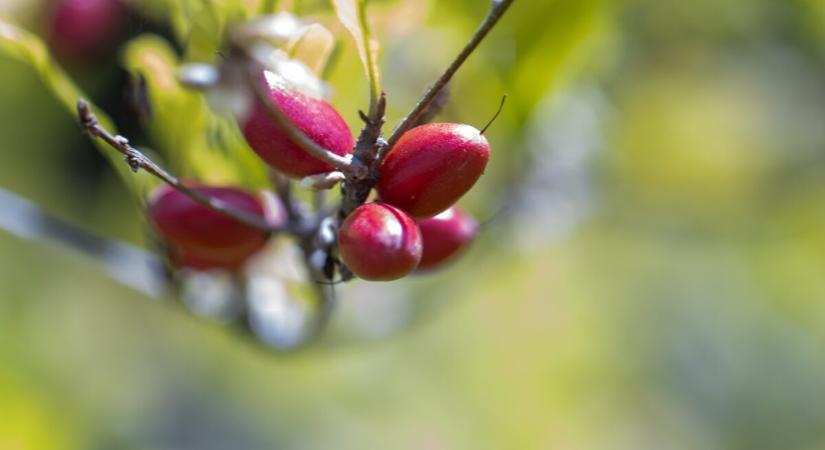Természetes csodabogyó segíthet a kemoterápia egyik legkellemetlenebb mellékhatásán