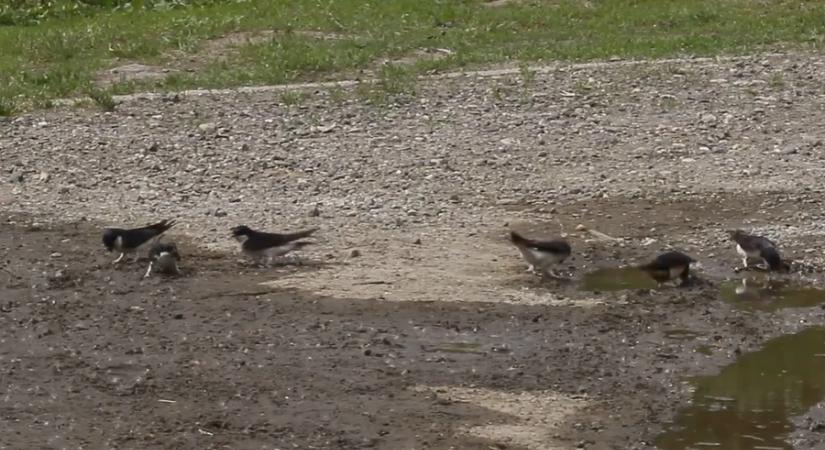 Rovarhiány és vegyszerek sodorják veszélybe a fecskéket