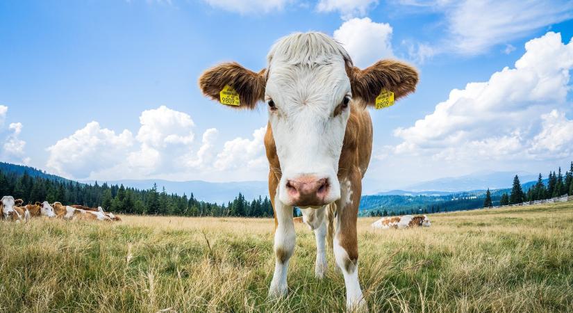 Helyi adottságokhoz igazított legeltetési rendszerek a fenntartható élelmiszer termelésért