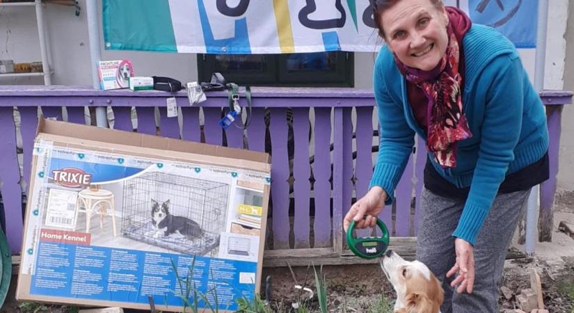 Ő a falu hősnője! Helyi nyelvtanárnő menti a kóbor állatokat Nagyszékelyben