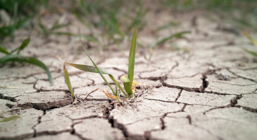 Riasztó jelentés futott be: végzetes folyamat indult el a mezőgazdaságban