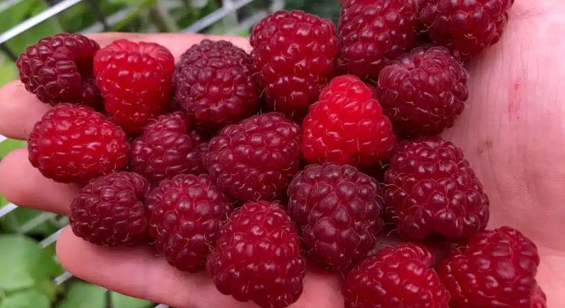 A szomszédom elárulta a titkát: Ezért roskadozik a málnabokra, miközben az enyém alig terem