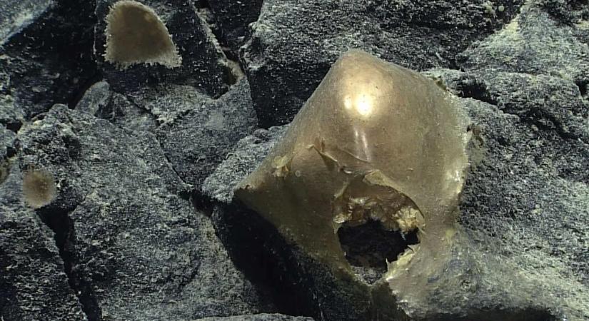 3 évig ufónak hitték: kiderült, mi valójában a tengerfenéken talált aranytojás