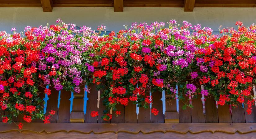 Nem virágzik a futómuskátlid? Ezzel az apró trükkel mesés fürtöket varázsolhatsz az erkélyedre