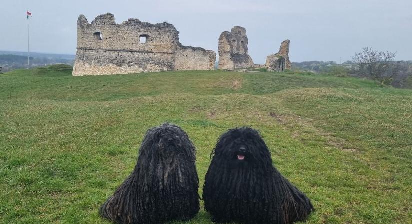 Kirándulás kutyákkal a várak közti, legendás, fényjeles üzenetváltások nyomában (galéria)