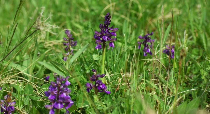 Elképesztő virágtenger vár ebben a zalai faluban: ritka orchideák borítják a domboldalt (galéria)