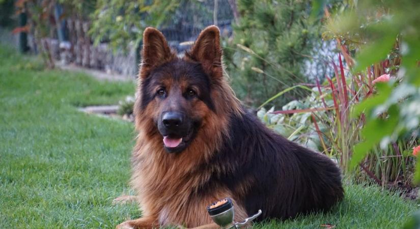 Így mentheted meg a kutyád életét – terjed a súlyos betegség