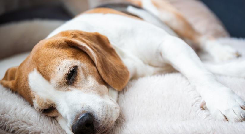 Az állatorvos pontosan meghatározta: ennyi alvásra van szüksége a kutyáknak a boldog és kiegyensúlyozott élethez