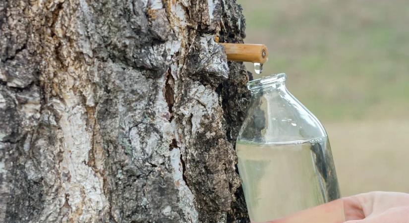 Igazi kincs: így hat a szervezetedre a nyírfavíz