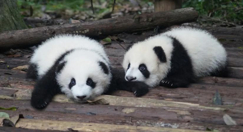 Nagy bejelentés érkezett: újabb állatkertbe kerülnek pandák