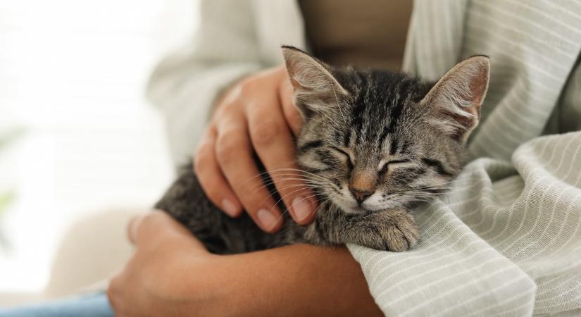 Van, akit csak elvisel a cicája: 5 jel, hogy téged valóban imád a kedvenced