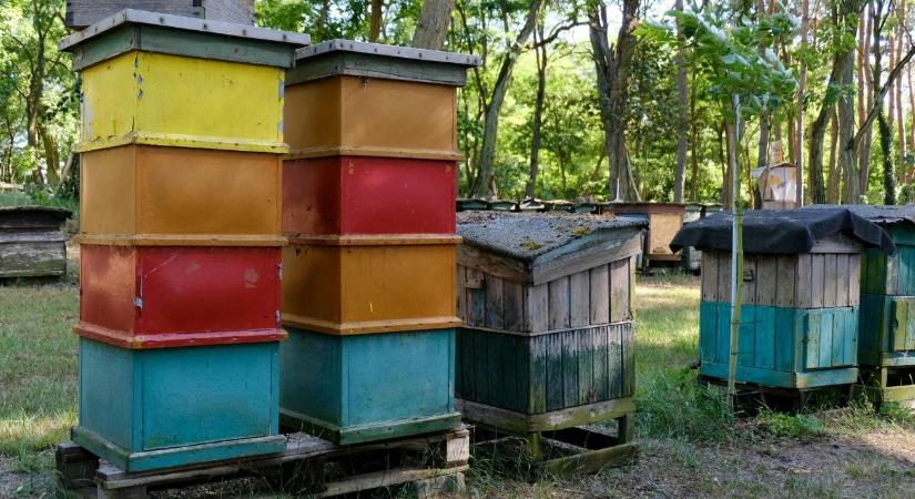 Vajon miért és kinek éri meg méhcsaládot lopni? Egy rejtett, de egyre gyakoribb bűncselekmény anatómiája