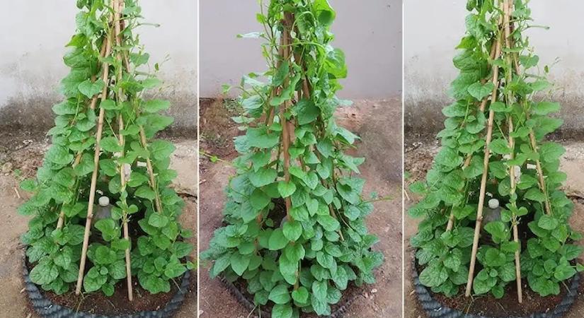 Nincs időd kertészkedni? Akkor ezt a zöldséget neked találták ki, hogy elvesd a kertedben