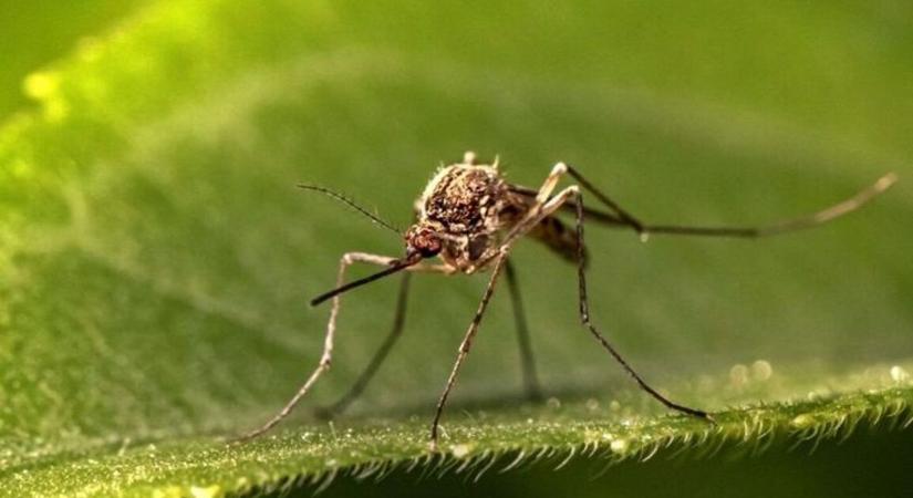 Petíció indult a vegyszeres szúnyogirtás ellen