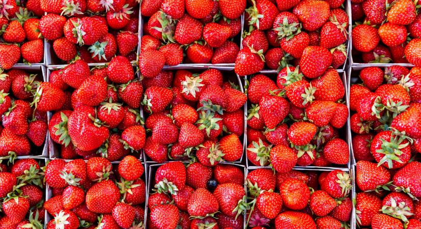 Súlyos hiány az olaszoknál: vendégmunkások jelenthetik a megoldást