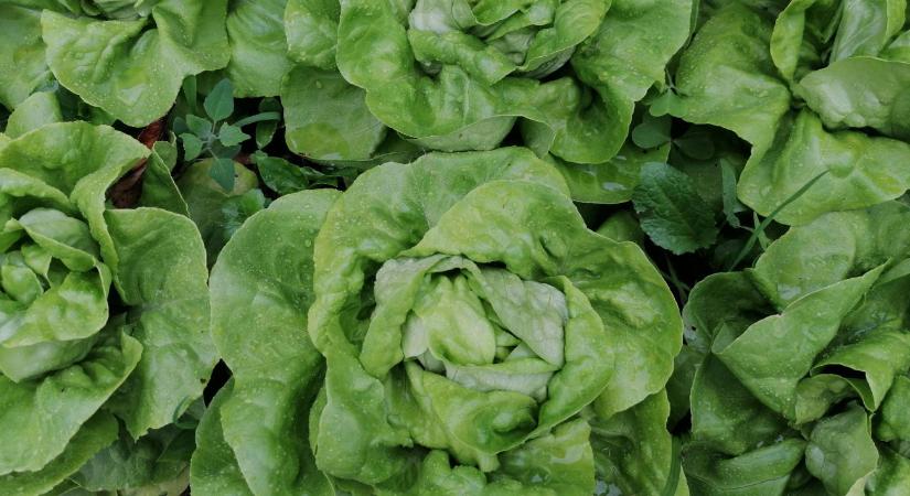 Ezért keserű a saláta - mutatjuk, hogyan előzd meg!