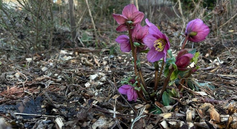 Gyilkos szépségek a kertedben? Ha gyerek és kutya is van, figyelj ezekre