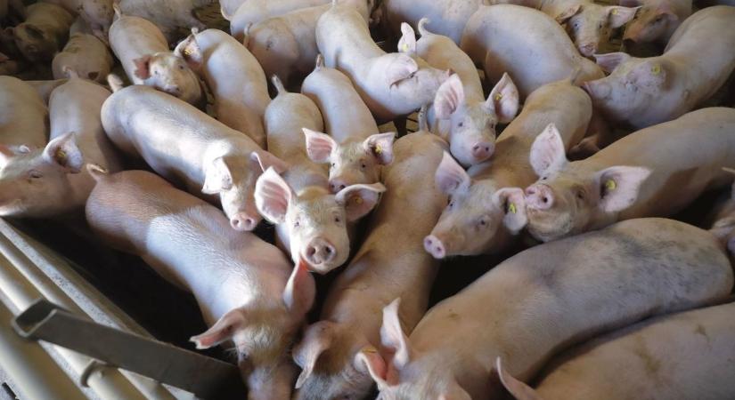 Somogyban is jelen van a rettegett sertésvész – figyelmeztették az állattartókat