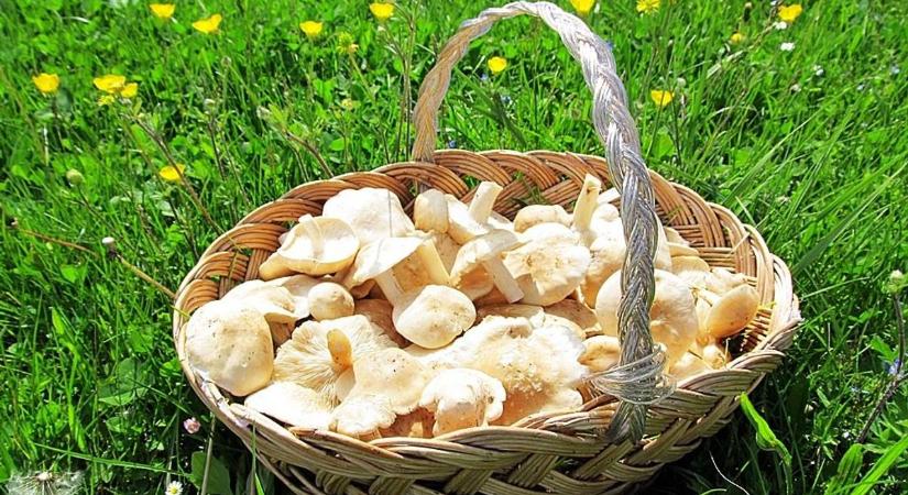 A májusi pereszke titka: igazi kincs, de egy hiba végzetes is lehet!