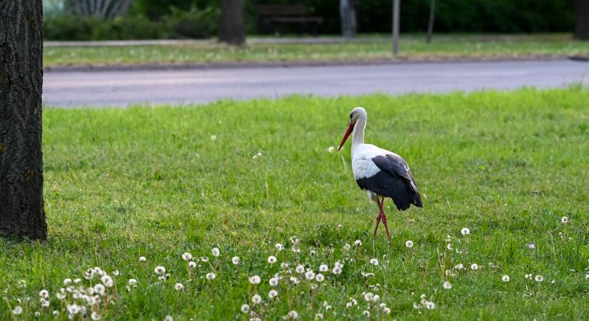 Szombatig meleg, tavaszias idő várható, vasárnap hidegfront hoz lehűlést