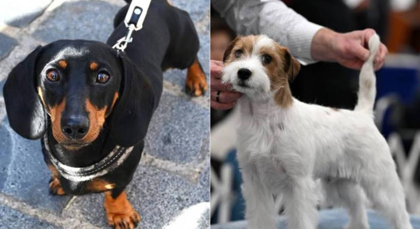 Tacskó és Jack Russell terrier keveréke: imádni valóan cuki kutyusokat mutatunk