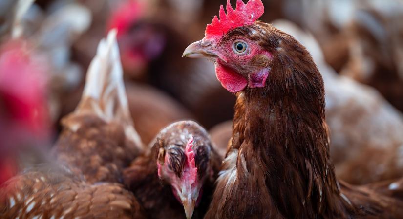 Óriási fejlesztéssel erősít az ukrán baromfiipar egyik meghatározó szereplője