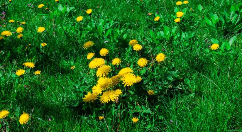 Pitypang, a csendes gyepgyilkos – így védd meg tőle a kertet!