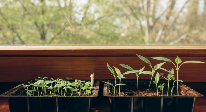 Jótékonysági délután a faluban – palántavásár Zalaszántón, ahol szakértői tanácsok is járnak a növények mellé