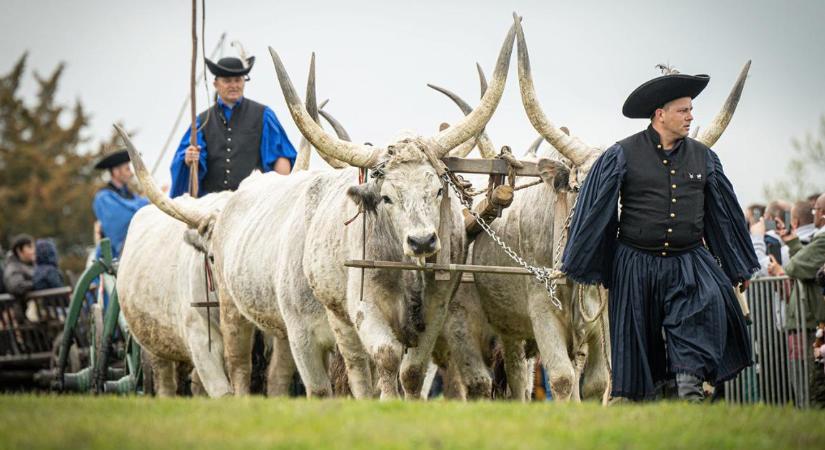 Szombaton újra őshonos állatok lepik el a hortobágyi Kilenclyukú hidat – videóval