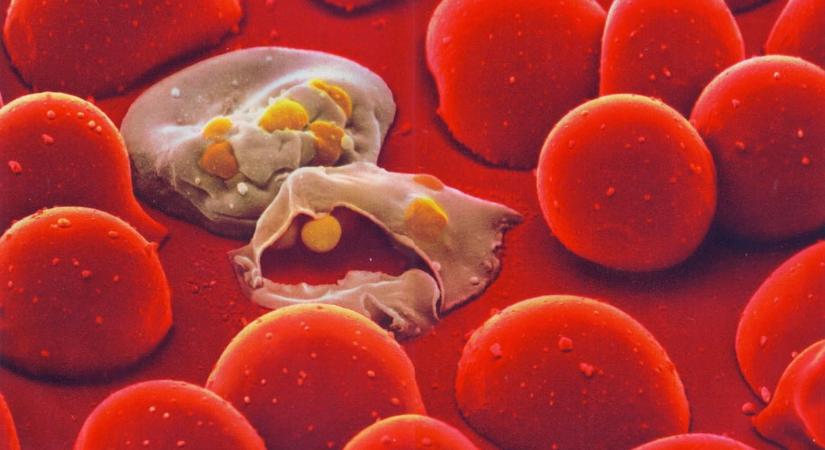 Optimista a WHO, hamarosan legyőzheti a maláriát az emberiség