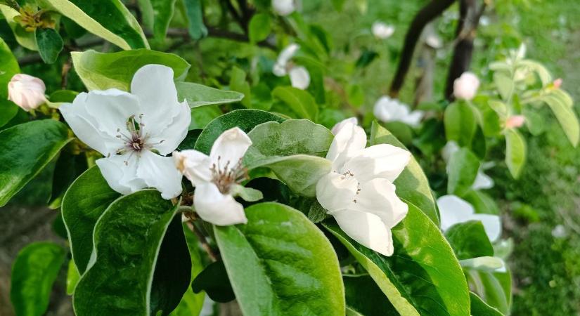 Birsalma vagy birskörte? Most virágzik az egyik legkésőbb ébredő gyümölcsfa