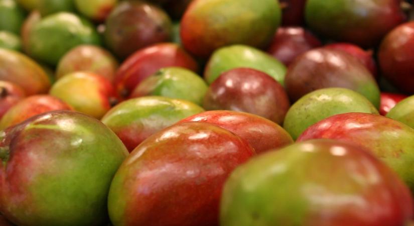 Szereted a mangót? Itt egy trükk, hogy soha többé ne kelljen szenvedned a meghámozásával