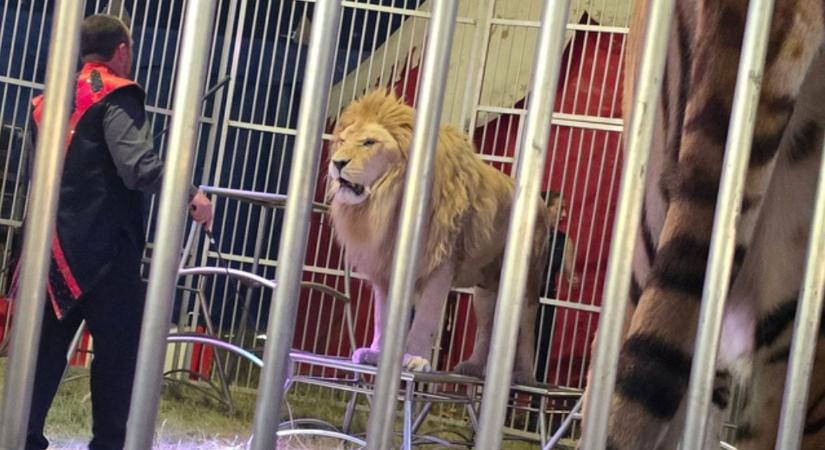 A Tisza-kormány véget vethet a vadállatok cirkuszi szerepeltetésének