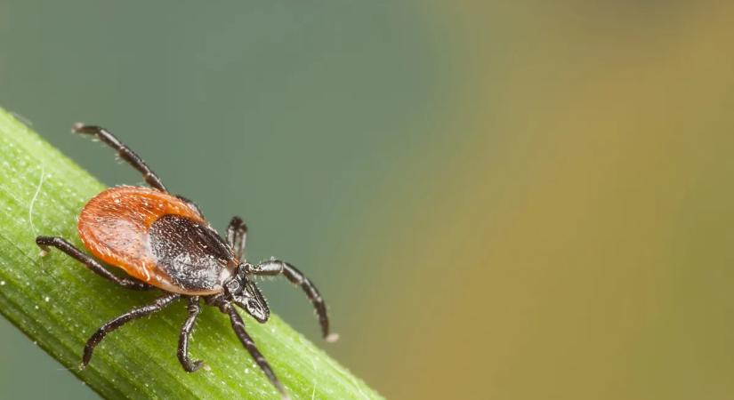 Sokan nem tudják: a kerted is tele lehet kullancsokkal, ezek a növények segítenek távol tartani őket