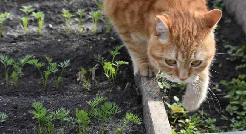 Időjárás: Most kell rákapcsolni, még ideális az idő a tavaszi munkákhoz