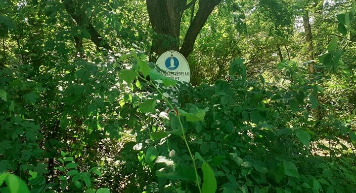 Debrecenben is ökológusok várják az érdeklődőket a hétvégén a City Nature Challenge kihívás során