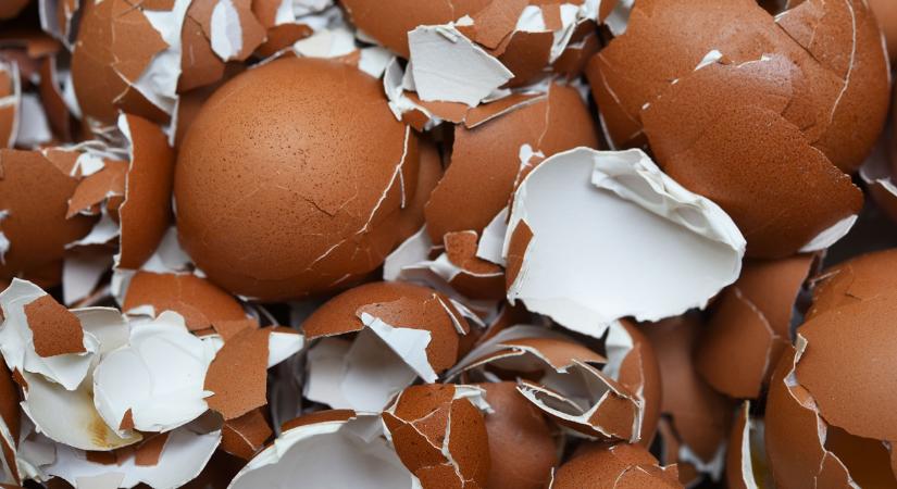 Lakossági felháborodás: fojtogató bűz a tojásfeldolgozó körül