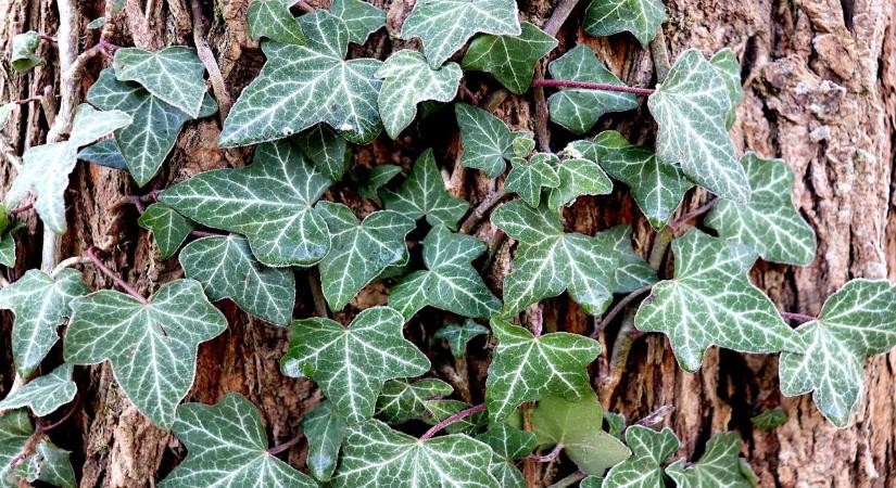 Ezért bánj óvatosan a borostyánnal – akár meg is ölhet