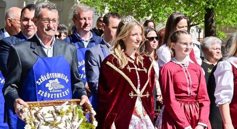A termésre még nagy jóslást nem tudnak tenni – Az idén is berajzolták a friss szőlőhajtásokat a Szőlő Jövésnek Könyvébe