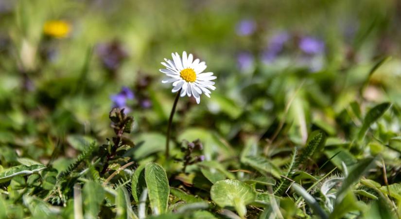 Napsütésből szeles lehűlésbe: ezt hozza a hétvégi időjárás