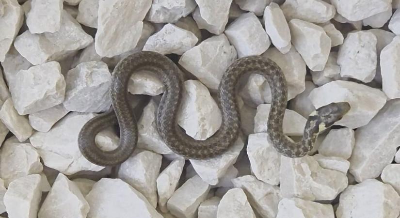 Veszélyes időszak kezdődik, nálunk is előbújtak a kígyók, hatalmas egyedet videóztak Baranyában (VIDEÓ)