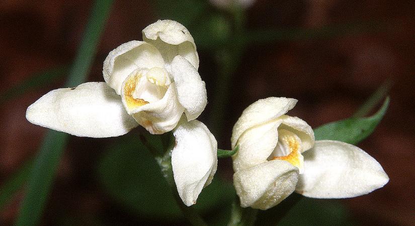 Védett növényeink: a fehér madársisak