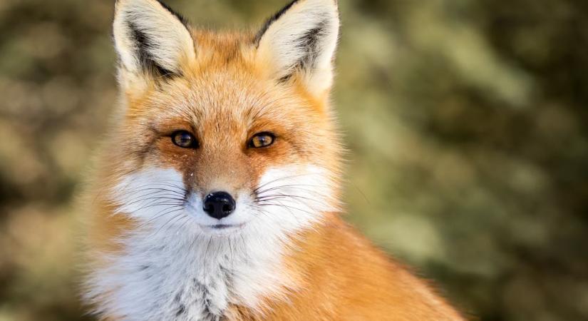 Beteg vadállat bukkant föl ezen a magyar településen: kiderült, kell-e vakcinázni