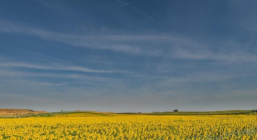 A napraforgóolaj árrésstopja miatt az olívaolaj is olcsóbb lehet a magyar boltokban